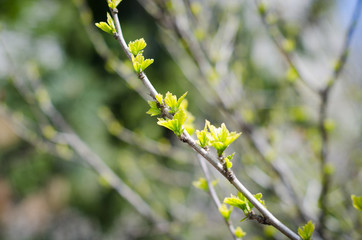 yellow flowers of willow