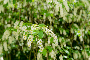 close up of white blossom and green leaves of a tree