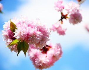 pink cherry blossom