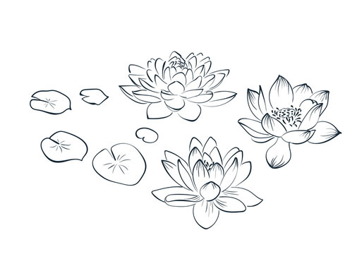 lotus sketch vector japanese chinese design isolated elements