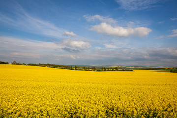 Field of rapeseed