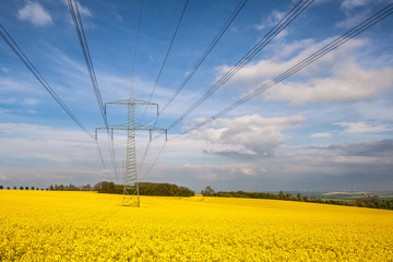 Field of rapeseed