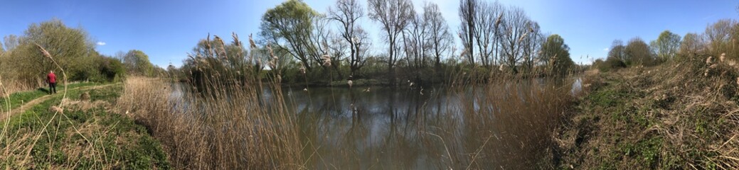 Fototapeta na wymiar Natural river, trees and reeds running through Nene Park, Peterborough