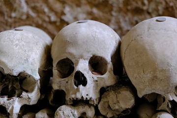 skulls and bones in dark scenery 