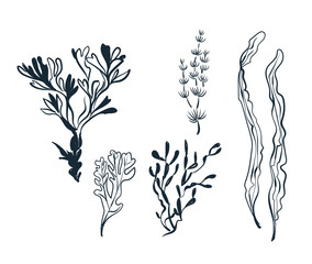 seaweed sketch vector japanese chinese design isolated elements © CharlieNati