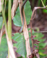 Snake head close up. Close macro shot of eyes, face and mouth of deadly baby snake. Snakeskin, wildlife, deadly, danger, reptile, poisonous concepts. Green jungle background. Australia.