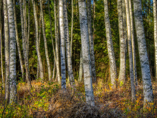 Obraz premium birch tree trunks