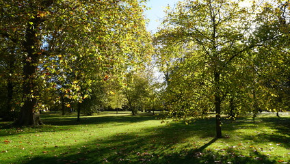 Obraz premium Yellow Trees