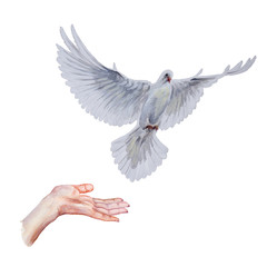 A free flying white dove on white bascground