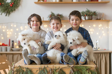  Boy brothers, home, samoyed puppy, fun. Christmas