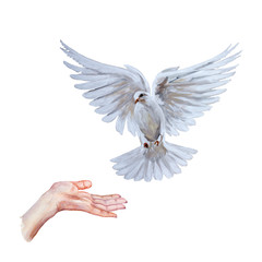A free flying white dove on white bascground - 341636128