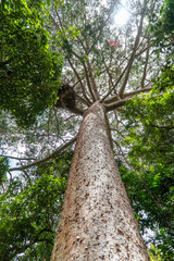 Fototapeta premium Looking up tree trunk with green canopy. Close angle with dramatic tree bark perspective. Green, environmental, growth, towering, upward concepts. Sun shining through. Branches, leaves background.