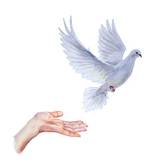 A free flying white dove on white bascground - 341636172