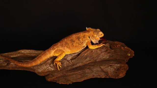 Pogona vitticeps, the central (or inland) bearded dragon, is a species of agamid lizard occurring in a wide range of arid to semiarid regions of Australia.