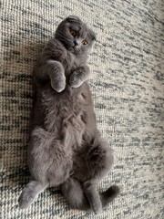 Cute scottish fold cat portrait at home