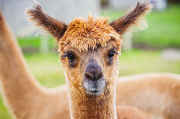 Alpaca 114