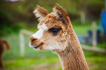 Alpaca 112