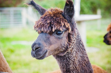 Obraz premium Alpaca 108