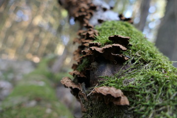 mushrooms on tree