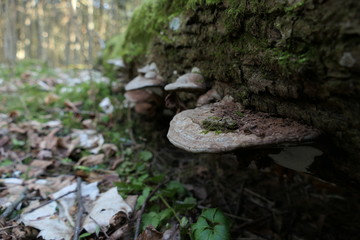 moss and mushrooms on the tree