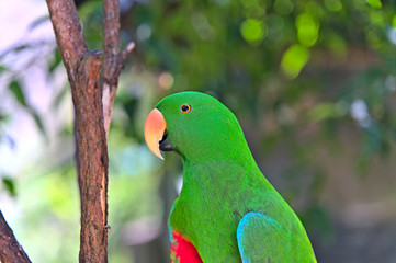 Green parrot looking sideways of the camera