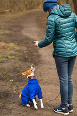 Obraz premium Mistress walks in the woods with her dog Basenji