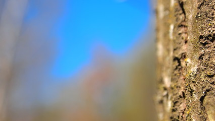 Spring blue sky, the bark of trees
