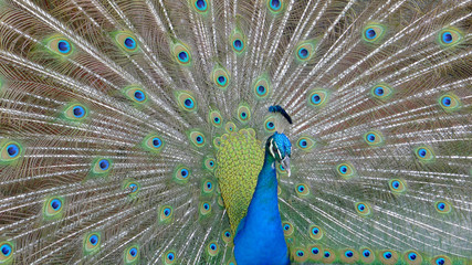 Male peacock bird. Open feathers tail. Pavo Cristatus. Mexico