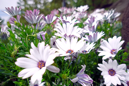 デモルフォセカ の画像 21 件の Stock 写真 ベクターおよびビデオ Adobe Stock