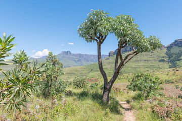 Fototapeta premium Hiking trail near Mahai passing a mountain cabbage tree