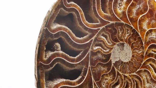 Sample of a beautiful natural raw pyritized ammonite specimen over white background