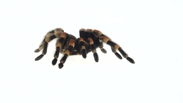 Spider Tarantula sitting on a stone in white background. Close up. Macro Shot