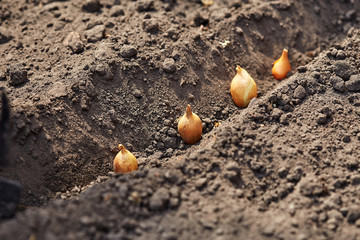 Manual planting of onions in the ground. Spring gardening. Garden tools and seedlings on the soil. Spring in the garden. Onion plantation in the garden.