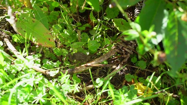 Closeup view video of brown cute frog hiding among green wild grass and weed plants outside.