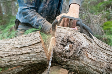 Cutting branches with a chainsaw