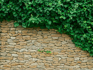 Dense thicket liana plants hanging on big limestone wall
