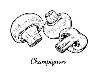 Champignon mushroom hand drawn vector illustration. Sketch style drawing isolated on white background with sliced pieces. Organic vegetarian object for menu, label, recipe, product packaging