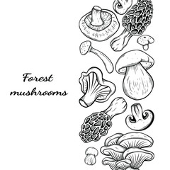 different mushroom hand drawn vector frame. Isolated Sketch organic food drawing template. Champignon, morel, enokitake, porcini, oyster, chanterelle, shiitake. menu, label, product packaging
