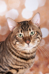 Fototapeta premium Toyger cat on a cat show