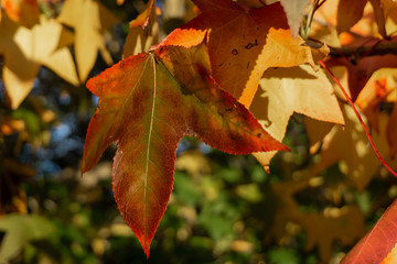 Red maple leaves