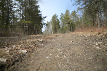 dirt road in forest