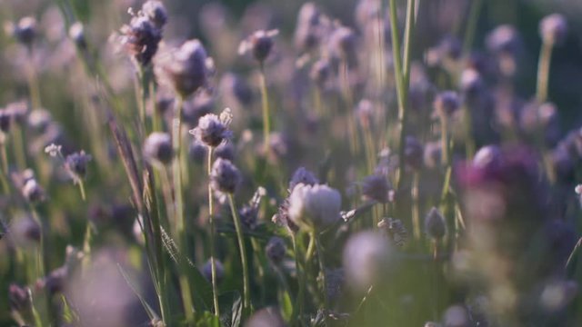 Close up of lavender flowers in growth in a field at Parnitha mountain, Greece during spring