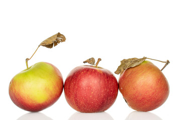Group of three whole fresh garden apple isolated on white