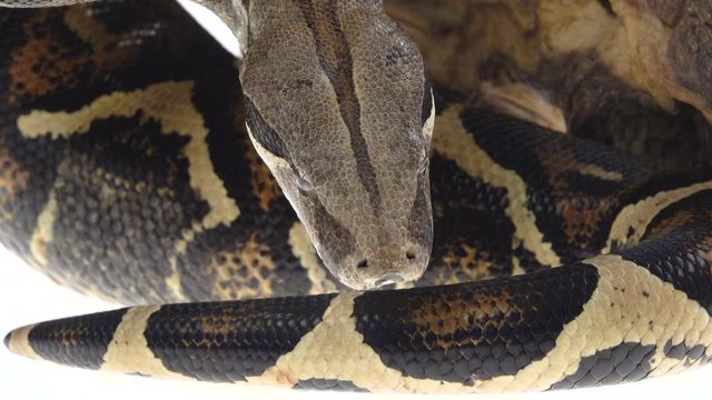 Royal Python or Python regius on wooden snag in studio against a white background. Close up. Macro Shot