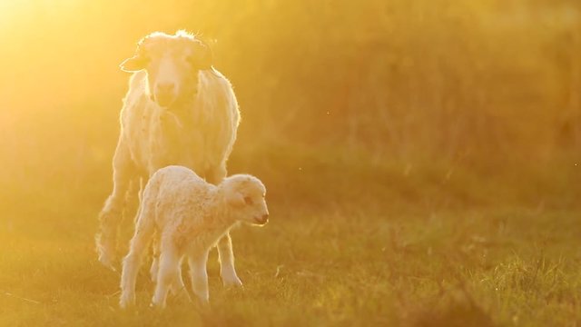 cute lamb jumping around sheep in sunset