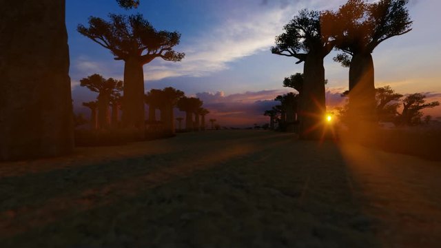 African baobab trees Avenue at sunset time