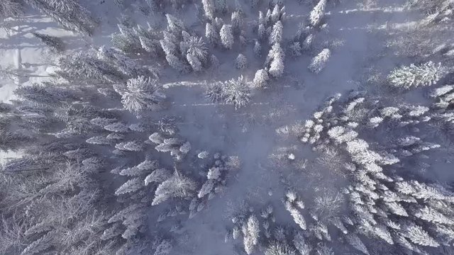 Winter forest Mountain Shoria D-log