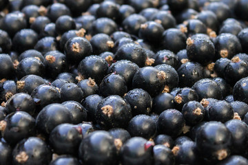 background of black currant with drops of dew, macro
