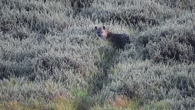 Hyena in the Kenyan bush, in a national park, Africa