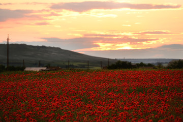 Field of blooming poppies on a background of hills at sunset.